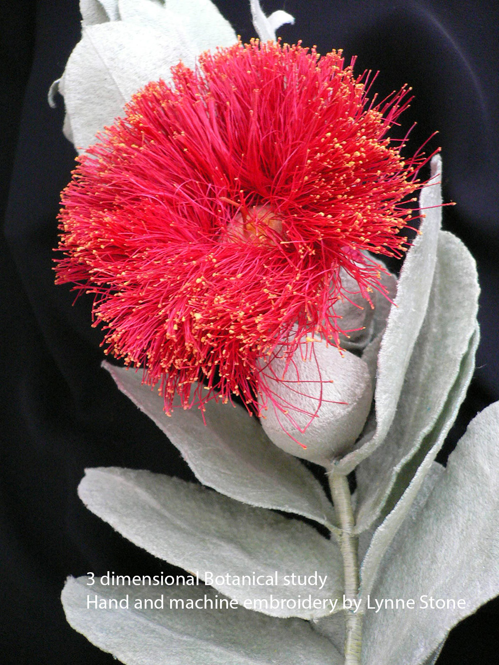 Eucalyptus macrocarpa